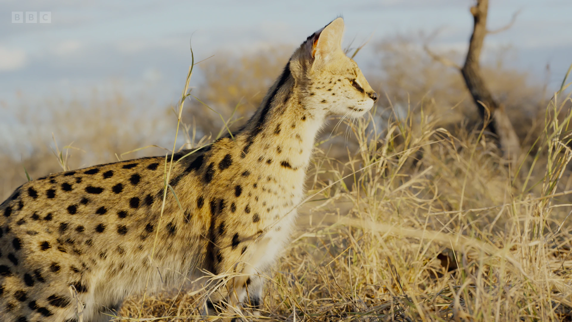 Southern serval (Leptailurus serval serval) as shown in Planet Earth II - Grasslands
